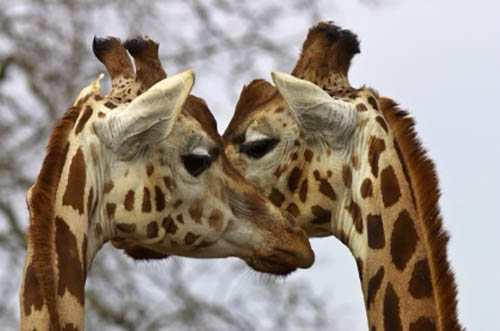 Giraffe NVC Talking Stick — The Empathy Set